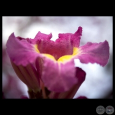 TAJY ROSADO ZOOM - Fotograf�a de JOS� EDUARDO AYALA